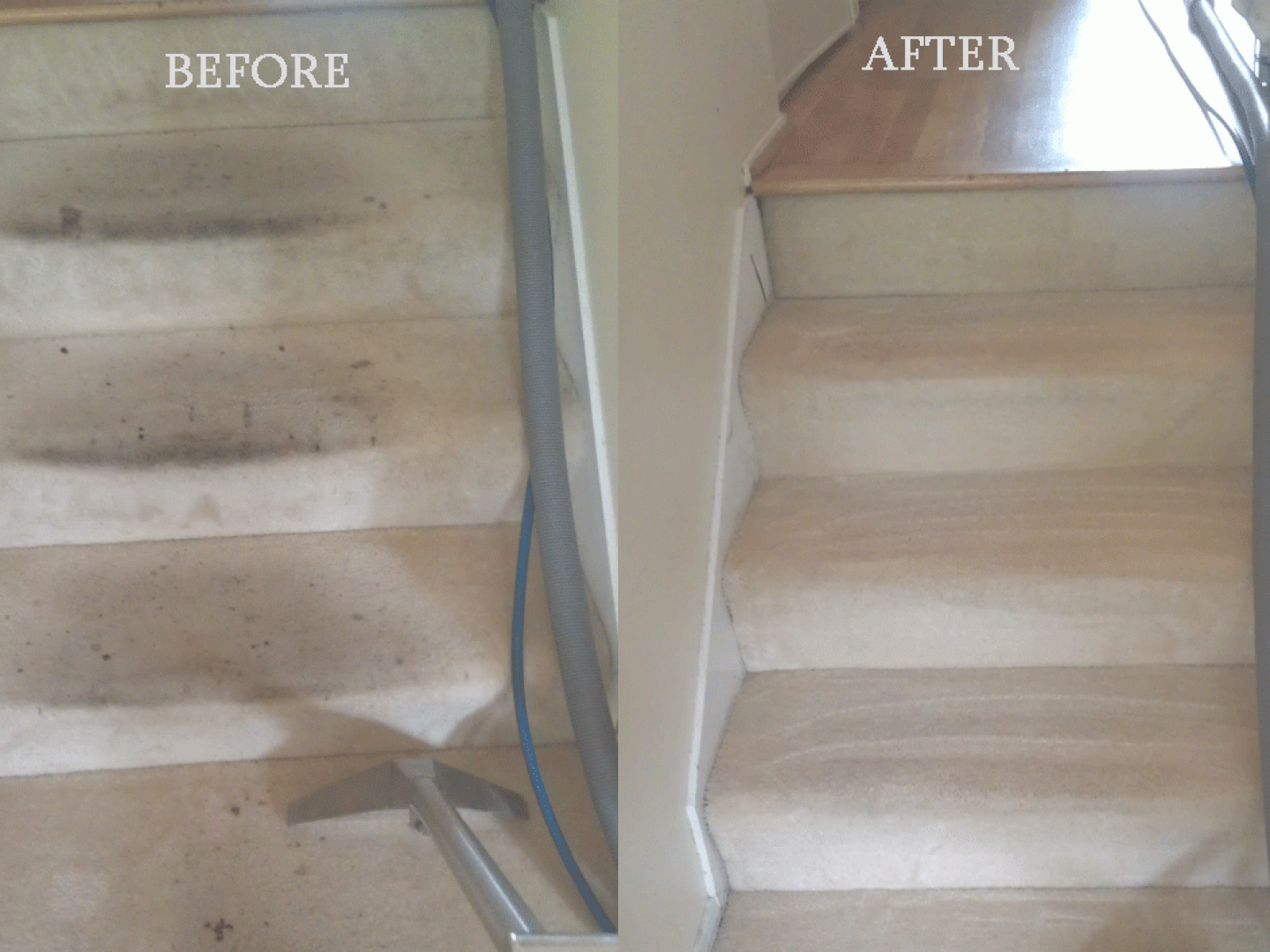 Carpet Cleaning, Odor Removal, Carpet Solutions Portland & Hillsboro